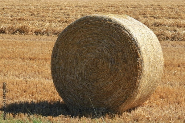 Fototapeta 小麦ロール　小麦　ロール　麦稈ロール　収穫