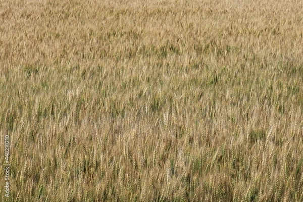 Fototapeta 小麦畑　小麦