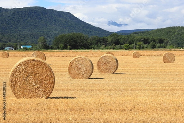 Fototapeta 小麦ロール　小麦　ロール　麦稈ロール　収穫