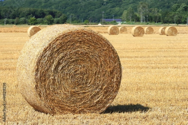 Fototapeta 小麦ロール　小麦　ロール　麦稈ロール　収穫