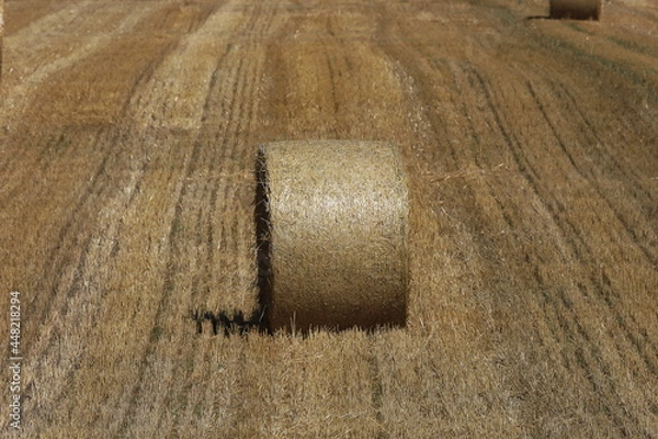 Fototapeta 小麦ロール　小麦　ロール　麦稈ロール　収穫