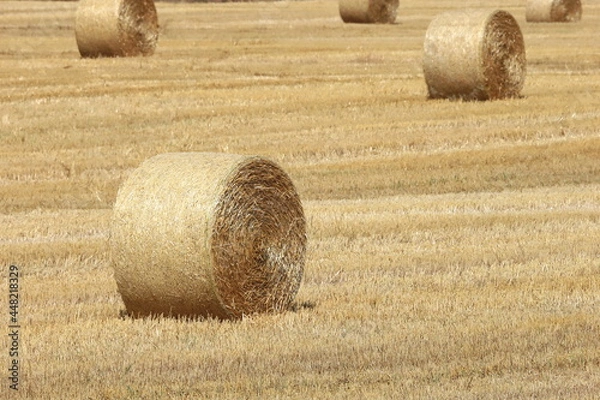 Fototapeta 小麦ロール　小麦　ロール　麦稈ロール　収穫