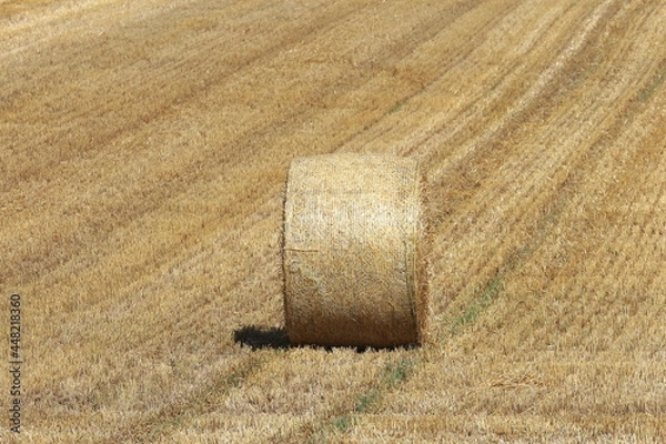 Fototapeta 小麦ロール　小麦　ロール　麦稈ロール　収穫