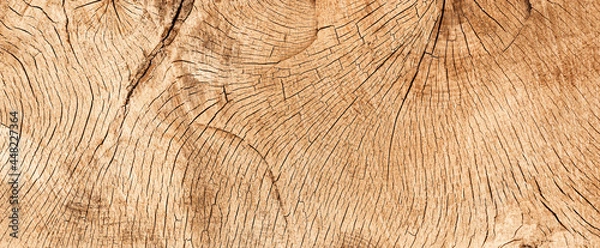 Fototapeta wood texture banner- cross section of an old oak