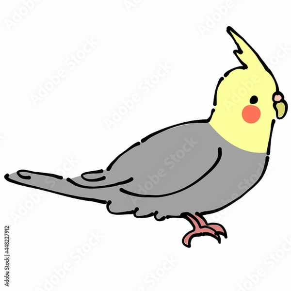 Fototapeta 灰色と黄色のオカメインコ　横