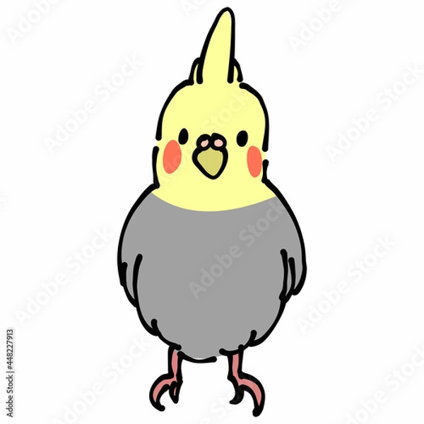 Fototapeta 灰色と黄色のオカメインコ　正面