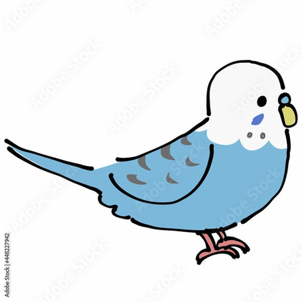 Fototapeta 青いセキセイインコ　横