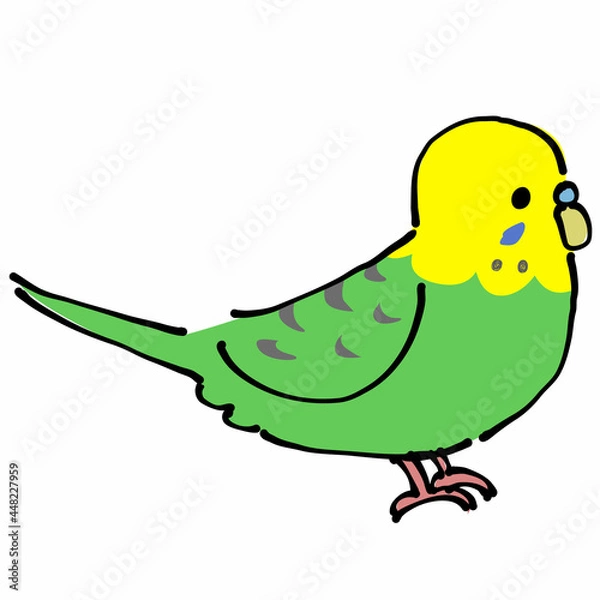 Fototapeta 緑と黄色のセキセイインコ　横