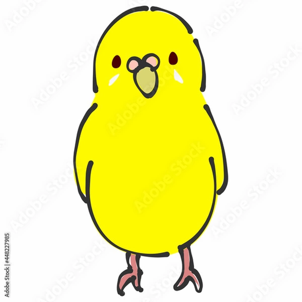 Fototapeta 黄色のセキセイインコ　正面