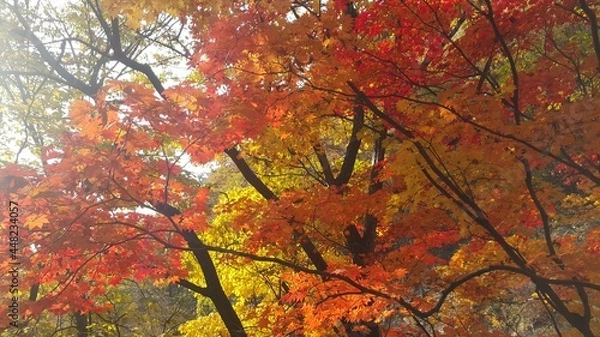 Obraz 가을 단풍으로 물든 나뭇잎