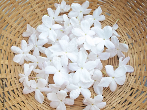 Obraz flor de jazmín