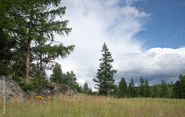 Obraz forest in the mountains