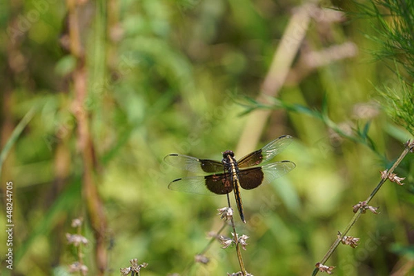 Obraz dragonfly on a leaf