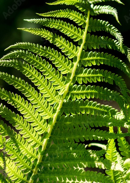 Obraz Fern leaf close-up