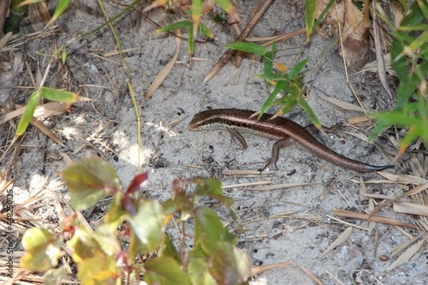 Obraz lizard on the stone