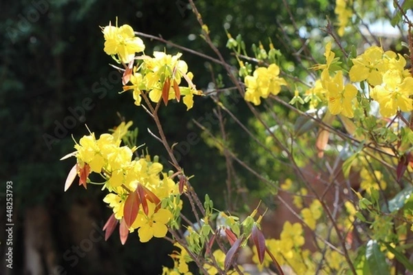 Obraz yellow leaves in spring