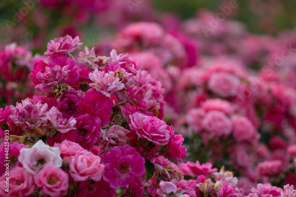 Obraz Pinkfarbene Rosenpracht