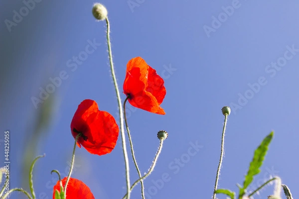 Fototapeta Mohnblüten mit blauem Himmel im Hintergrund