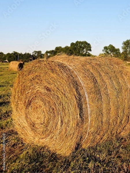 Obraz hay bale in the field