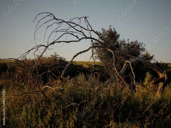 Obraz sunset in the field