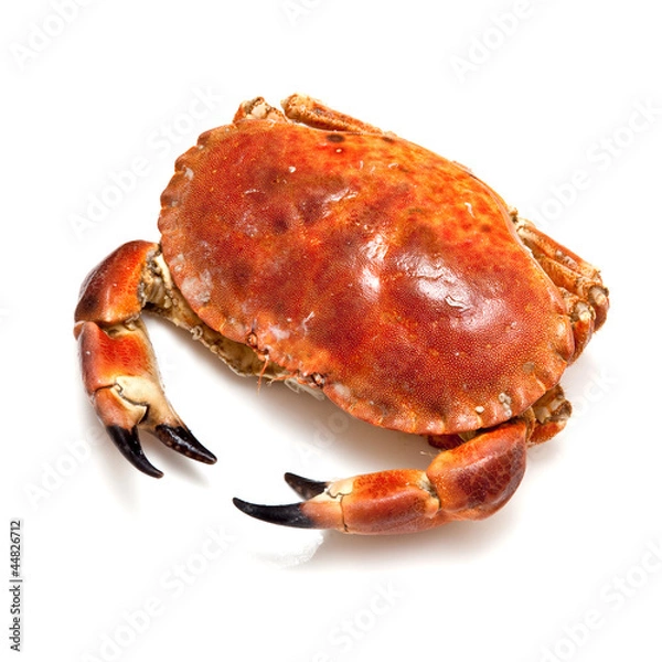 Fototapeta Edible brown crab isolated on a white studio background.