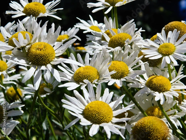 Obraz Ромашки