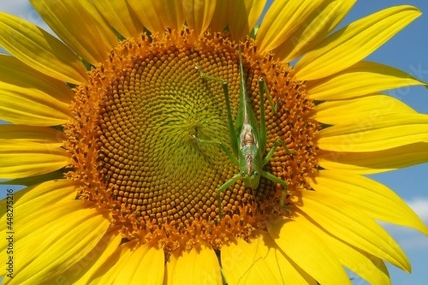 Fototapeta Green locust resting on sunflower in the field, closeup