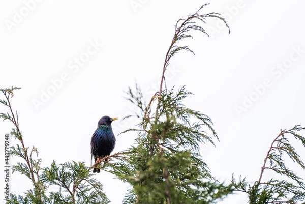Obraz Ein Star mit bunten Flügeln sitzt auf einem Baum