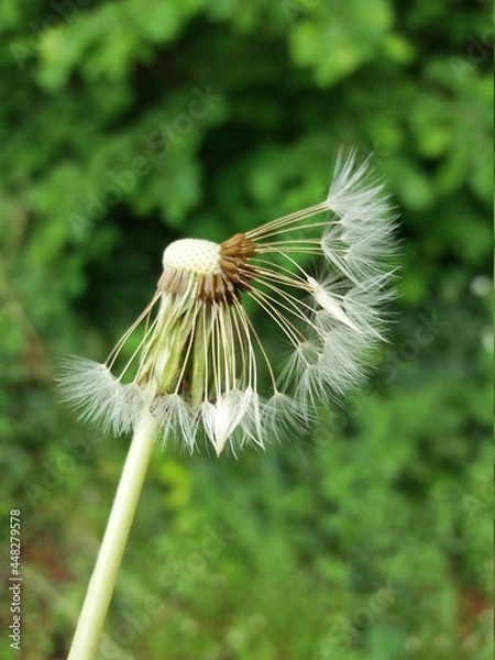 Obraz Dandelion