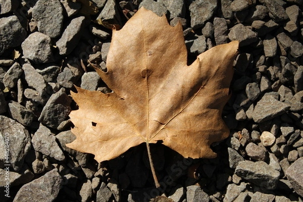 Fototapeta FOLHA SECA