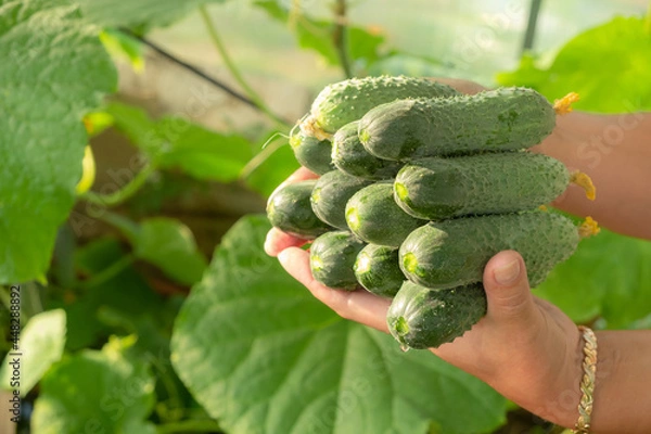 Obraz a woman's hand holds a lot of cucumbers against the background of cucumber leaves. These cucumbers are grown in a greenhouse