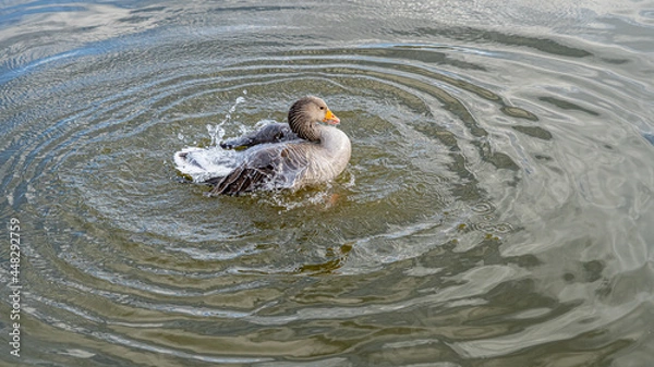 Fototapeta GreyLag Goose single portrait close up view washing and preening in lake
