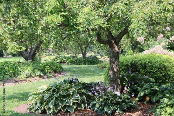 Obraz tree in the garden
