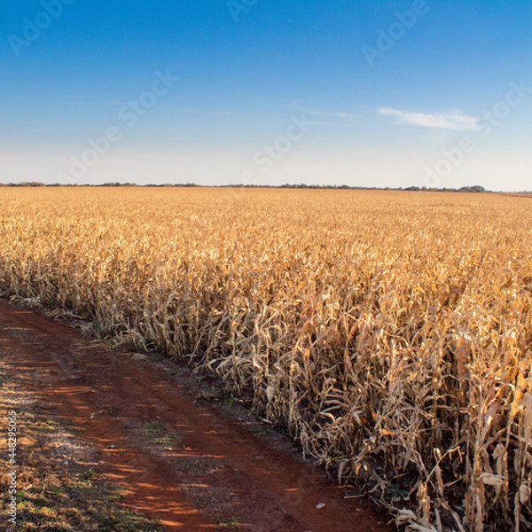 Obraz Cornfield.