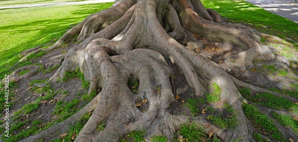 Obraz Moreton Bay Fig tree roots - Ficus macrophylla