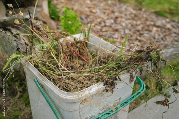 Fototapeta A bucket of garden weeds and waste vegetation collected