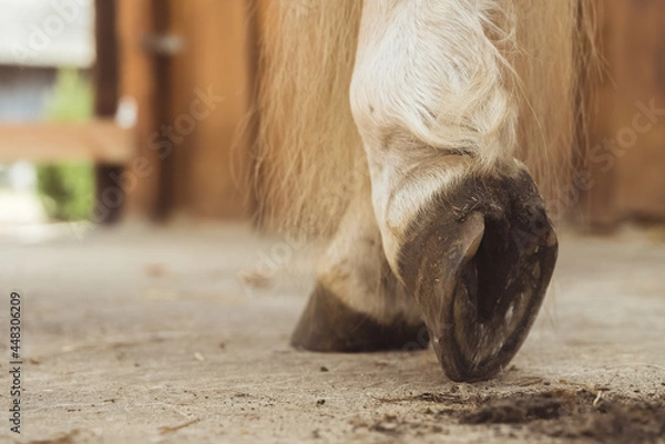Fototapeta Close-up view of horse hoof just being cleaned. The dust from the hoof can be seen on the ground. Palomino horse leg view. Low angle shot.