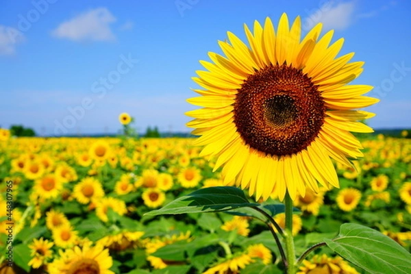 Obraz ひまわり畑