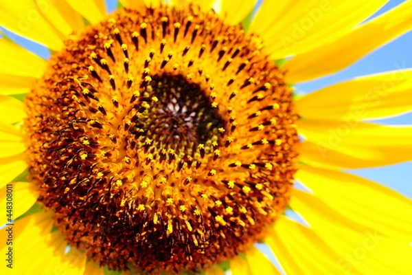 Fototapeta ひまわり畑