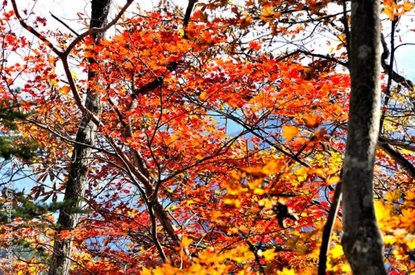 Fototapeta 奥武蔵　蕨山　ハウチワカエデの紅葉