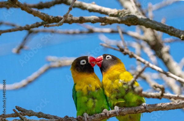 Obraz lovebirds