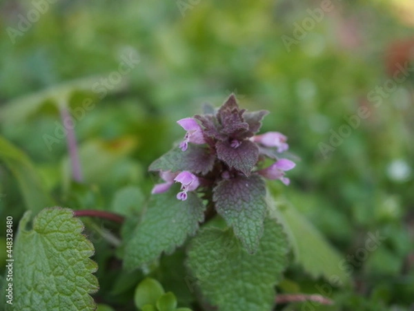 Obraz ヒメオドリコソウ