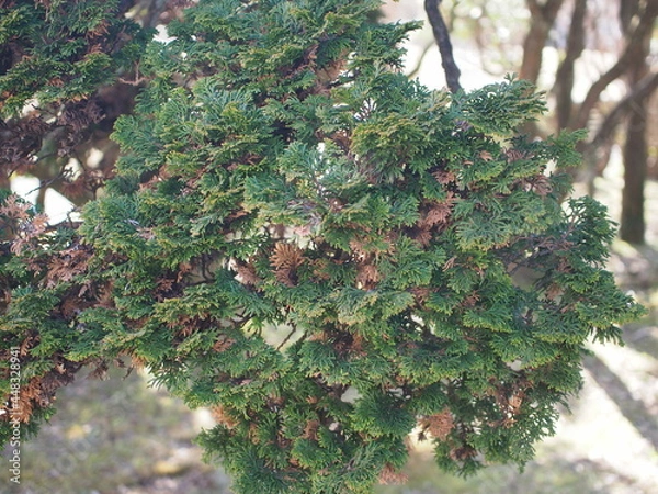 Obraz チャボヒバ