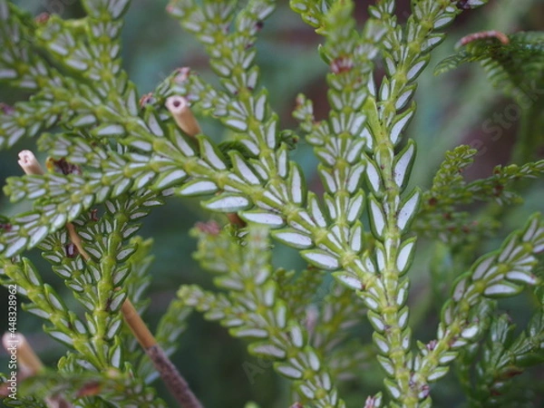 Fototapeta アスナロ