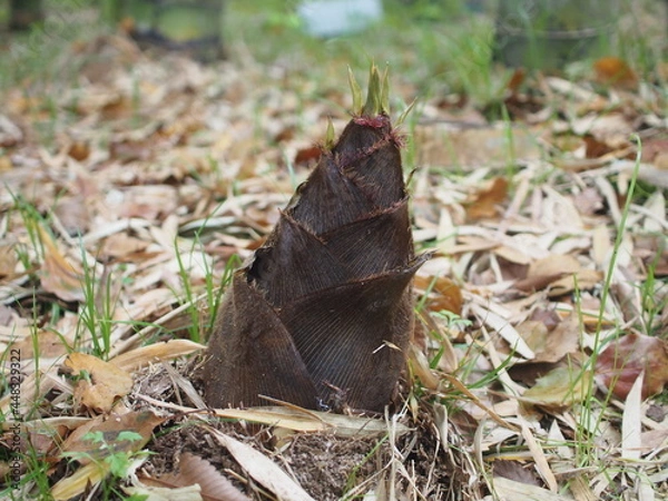 Fototapeta 孟宗竹　タケノコ