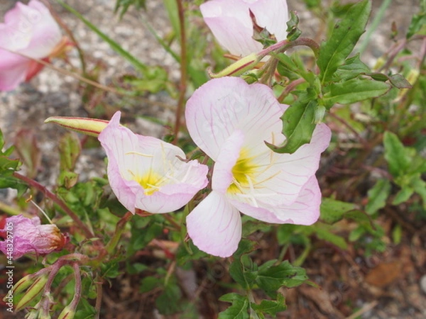 Obraz ヒルザキツキミソウ