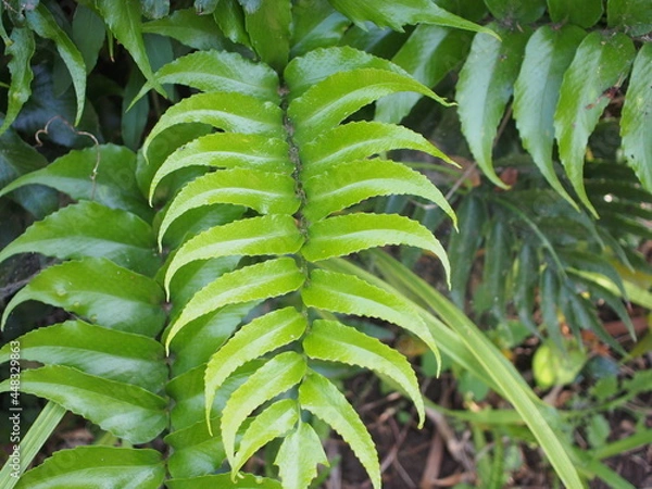 Obraz オニヤブソテツ