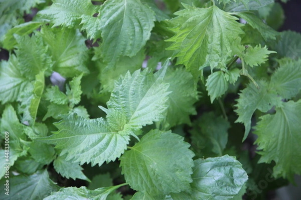 Obraz 栽培中の大葉