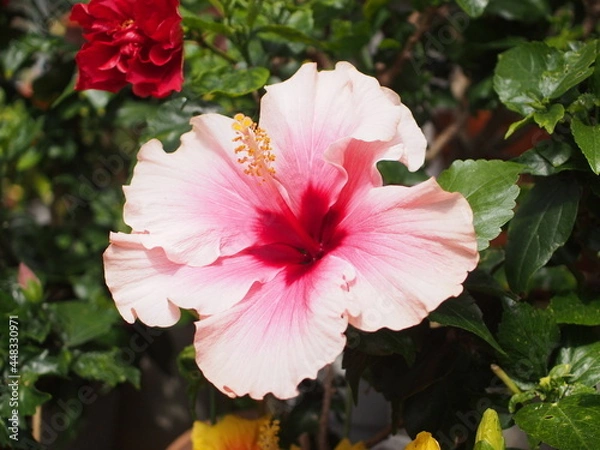 Obraz ハイビズカス