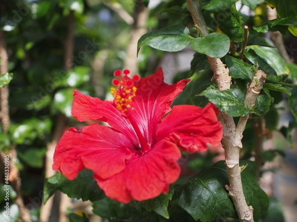 Obraz ハイビスカス